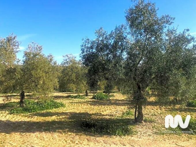 Foto1 - terreno en Antequera - MALAGA VIVIENDAS